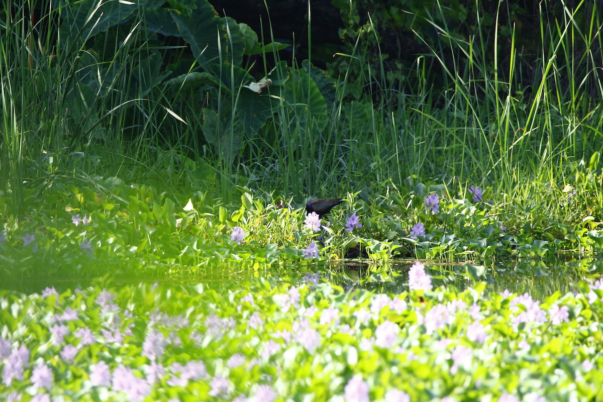 Bronze-winged Jacana - ML620666555