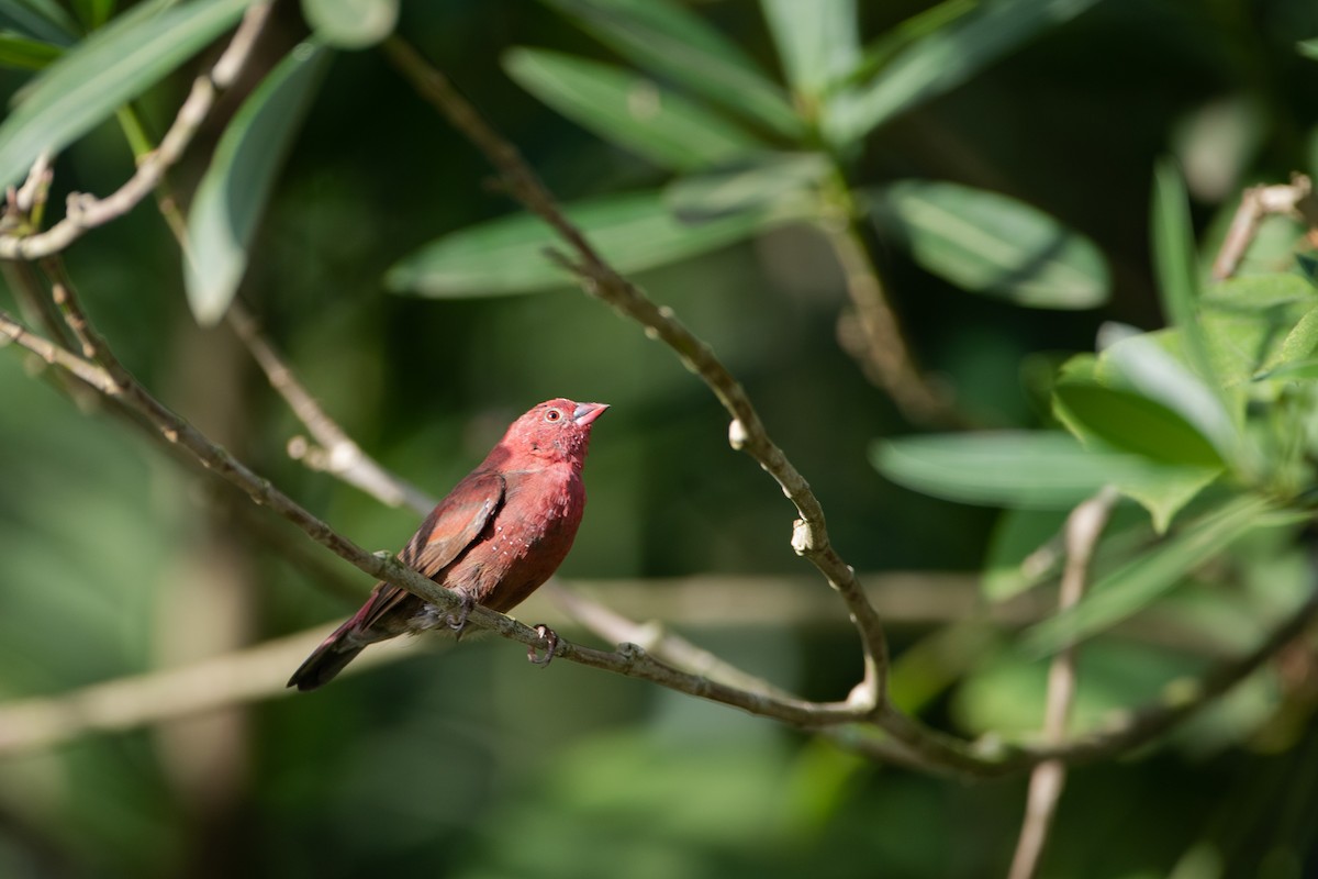 Red-billed Firefinch - ML620666562