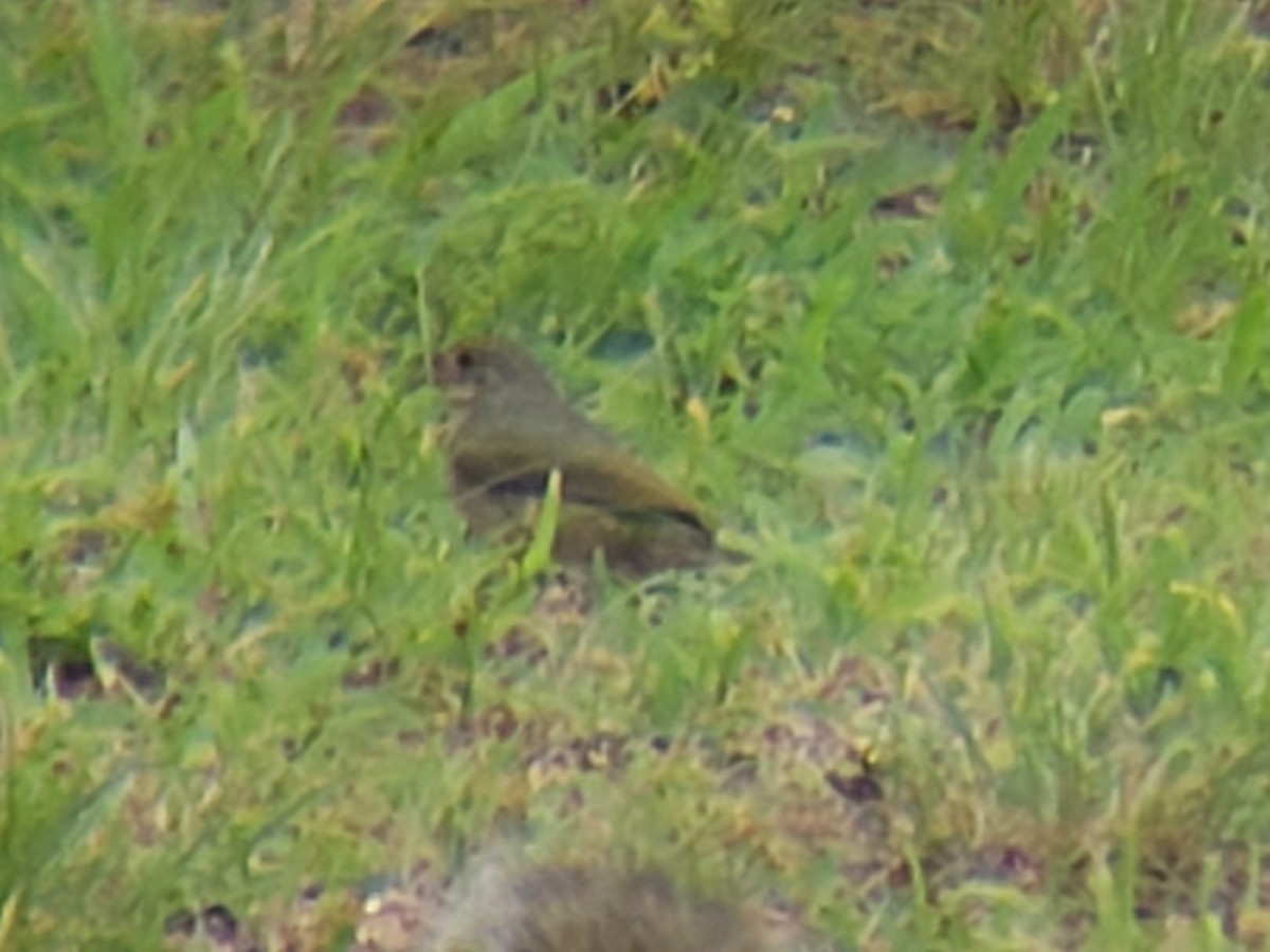 Painted Bunting - ML620666563