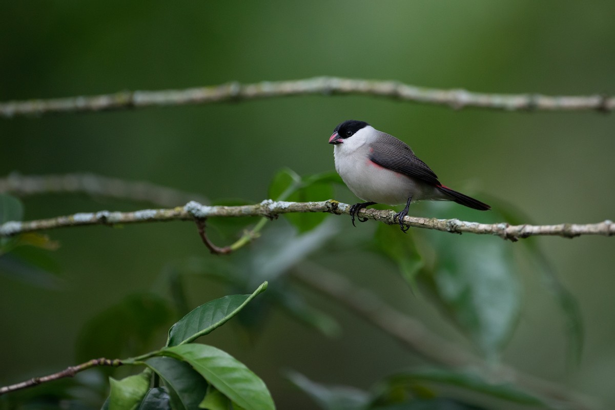 Black-crowned Waxbill - ML620666565