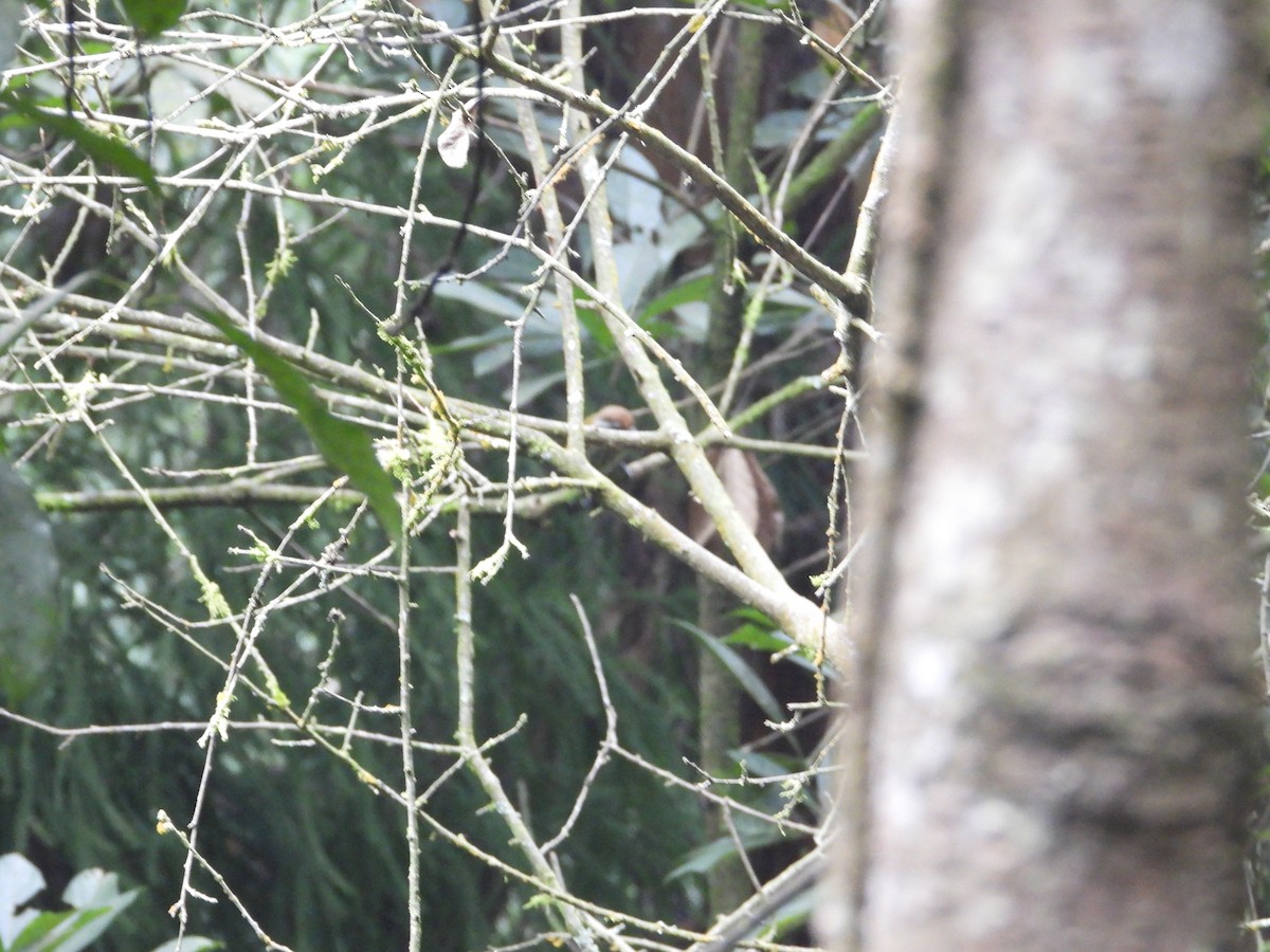 Speckled Piculet - Roy Wang