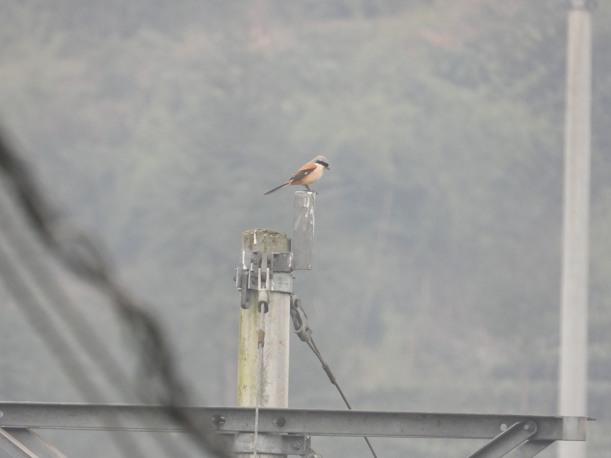 Long-tailed Shrike - ML620666570