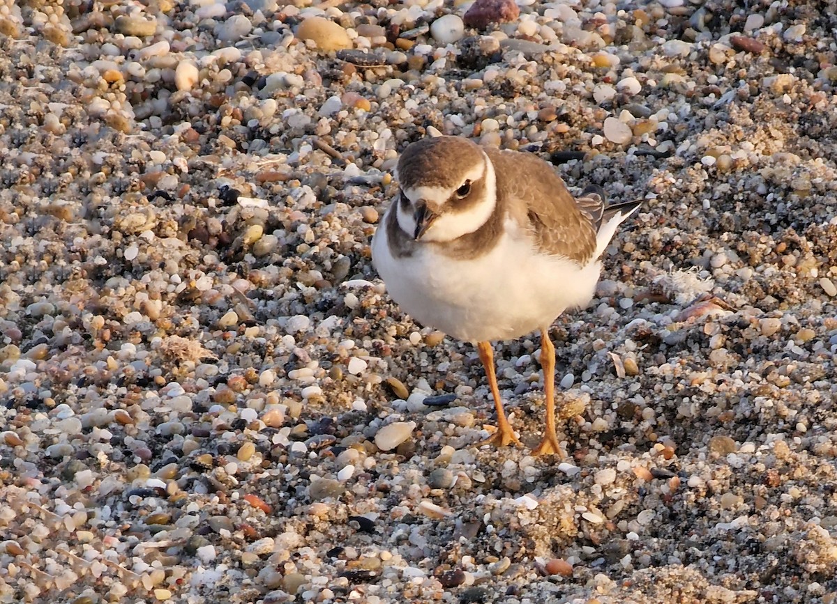 Kentish Plover - ML620666571