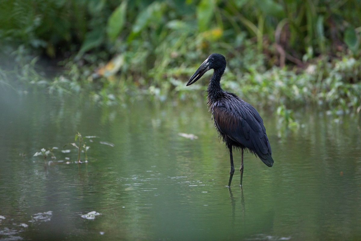 African Openbill - ML620666573