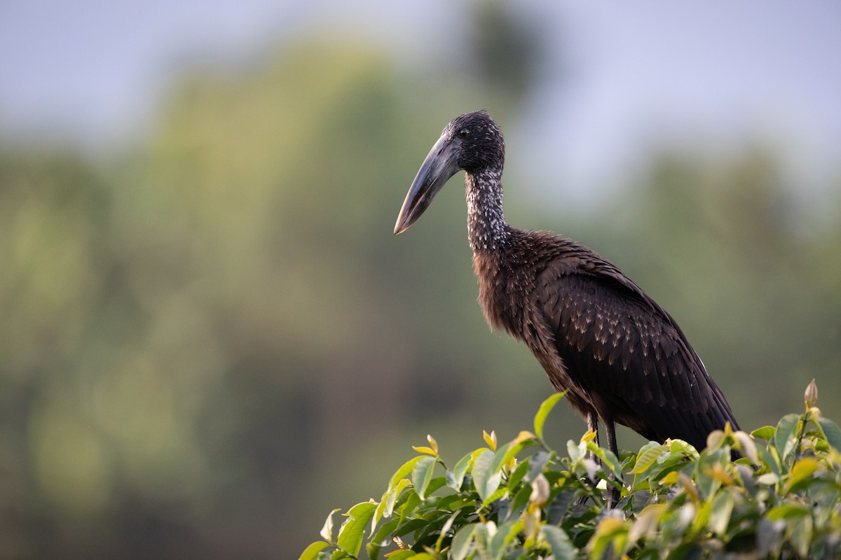 African Openbill - ML620666575