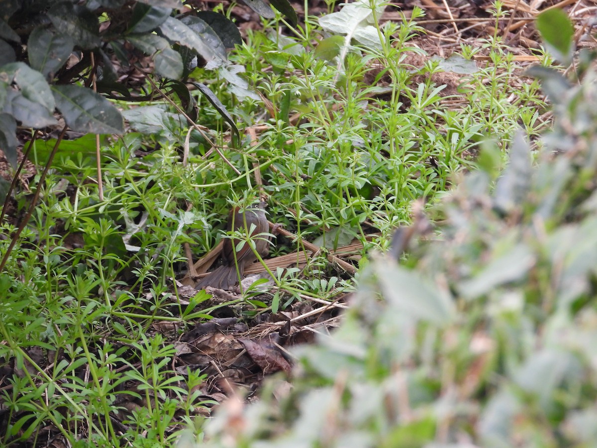 Ashy-throated Parrotbill - ML620666576