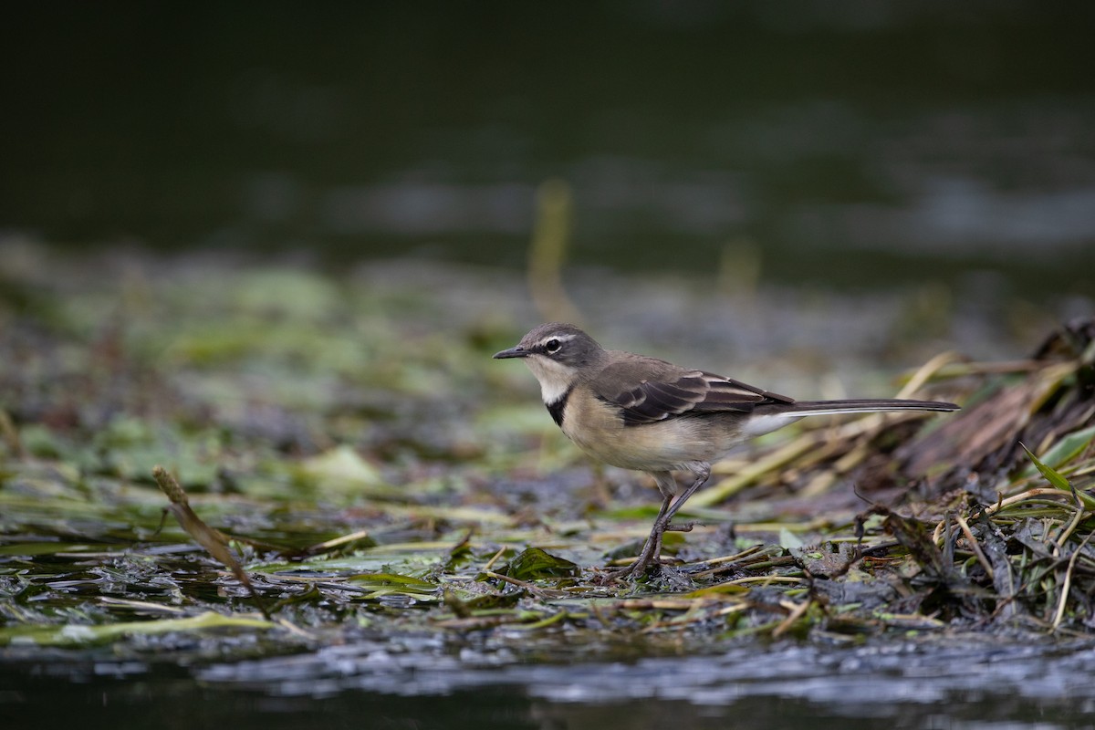 Cape Wagtail - ML620666578