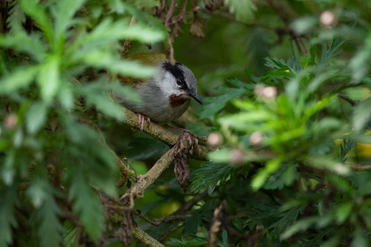 Gray-capped Warbler - ML620666579