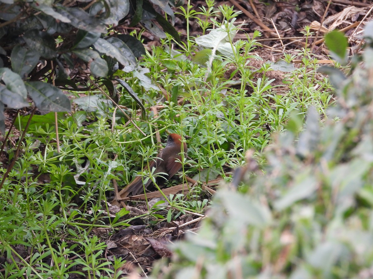 Paradoxornis à gorge cendrée - ML620666581