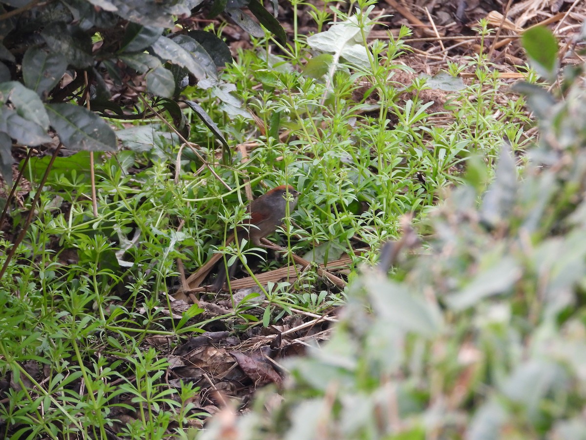 Ashy-throated Parrotbill - ML620666584