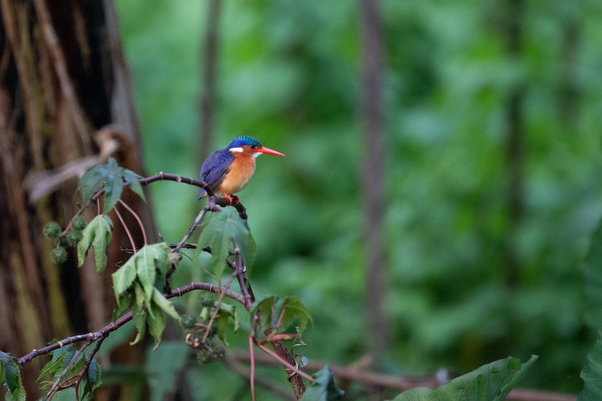 Malachite Kingfisher - ML620666586