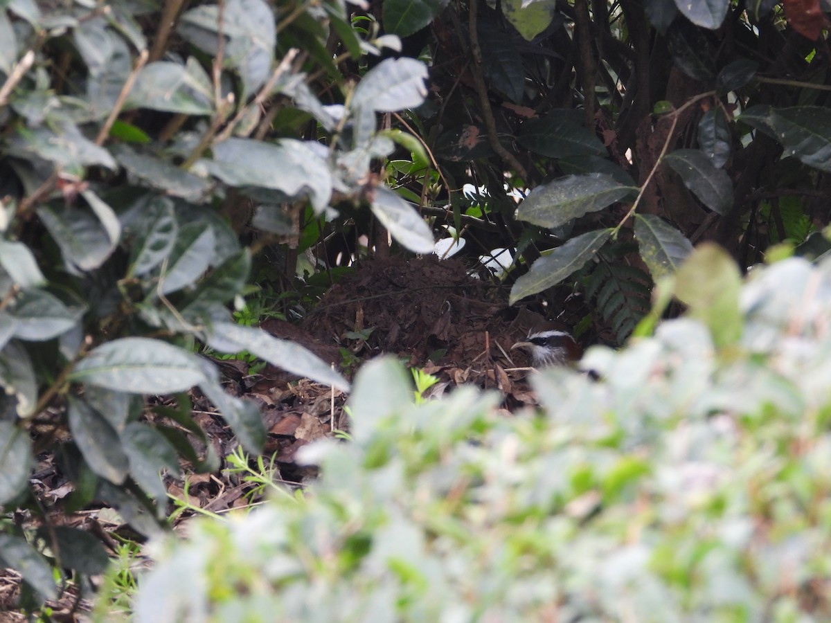 Streak-breasted Scimitar-Babbler - ML620666587