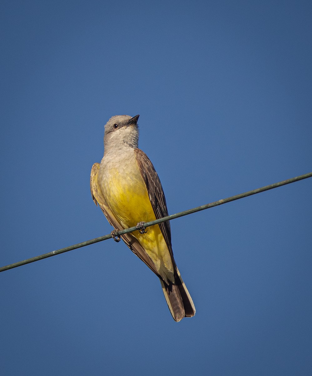 Western Kingbird - bj worth