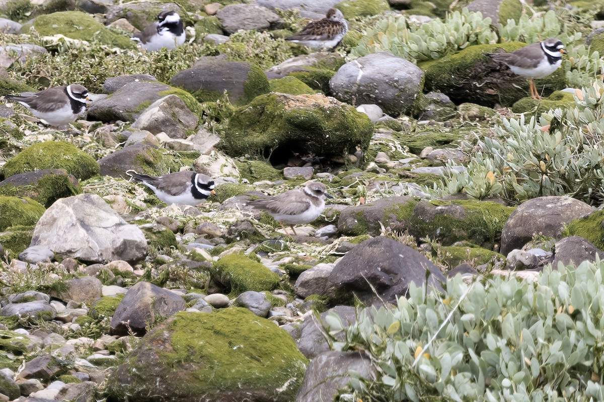 Common Ringed Plover - ML620666590