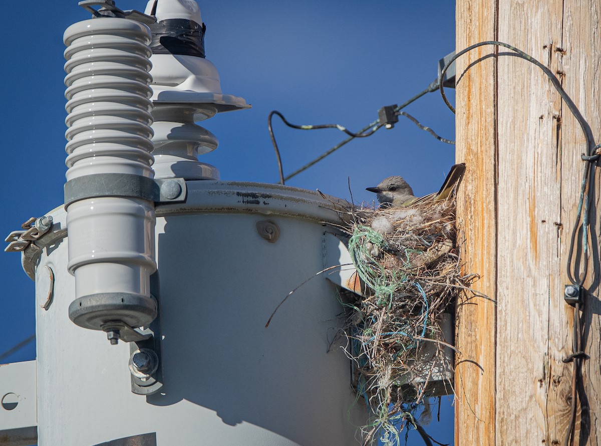 Western Kingbird - ML620666591