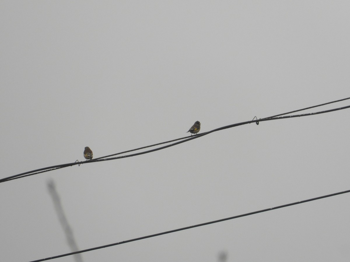 Oriental Greenfinch - ML620666592