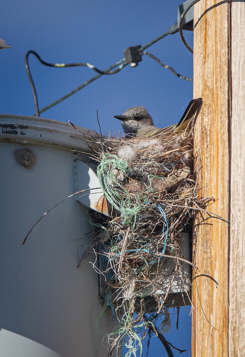 Western Kingbird - ML620666594