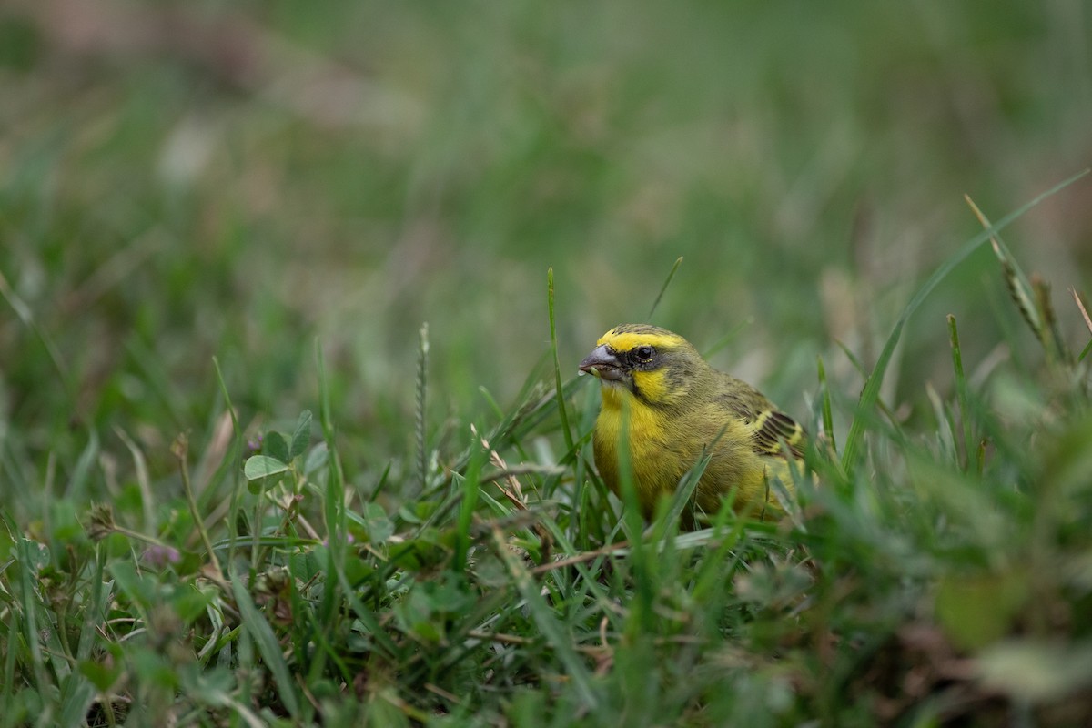 Yellow-fronted Canary - Rémi Pichard