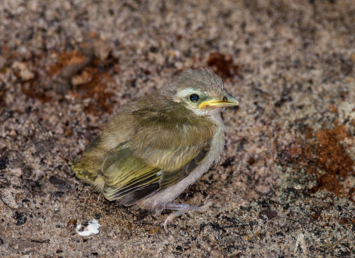 brunøyevireo - ML620666597