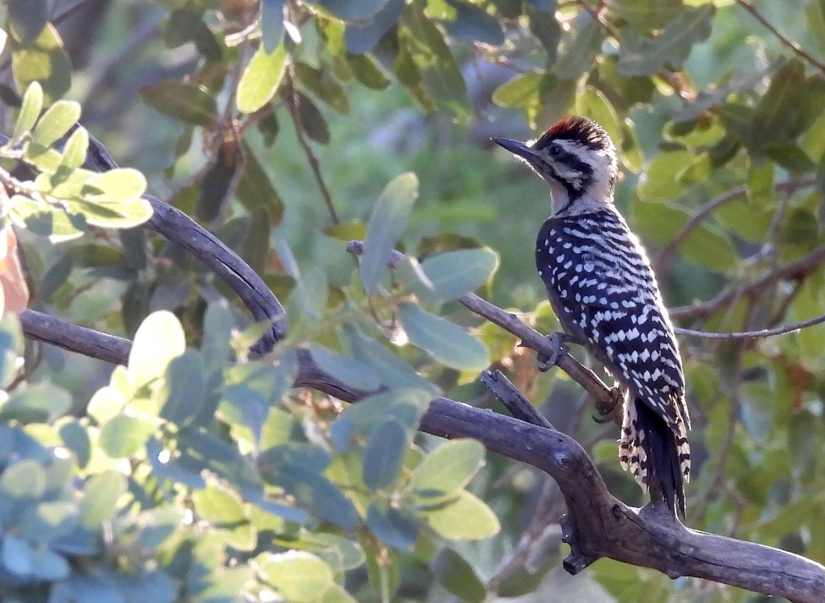 Ladder-backed Woodpecker - Christine Rowland