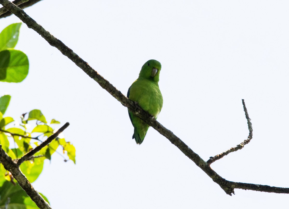 Cobalt-rumped Parrotlet - ML620666601