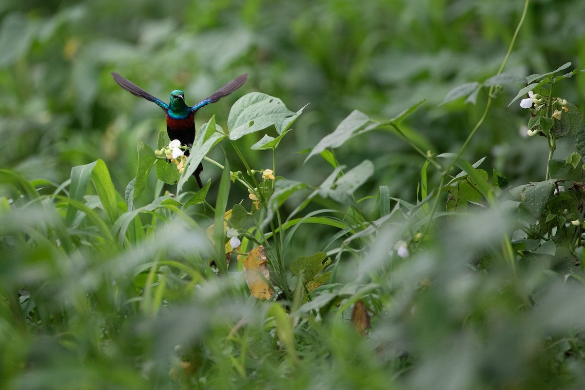 Northern Double-collared Sunbird - ML620666602