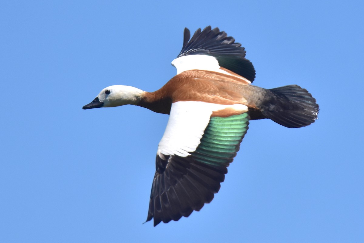 Ruddy Shelduck - ML620666604