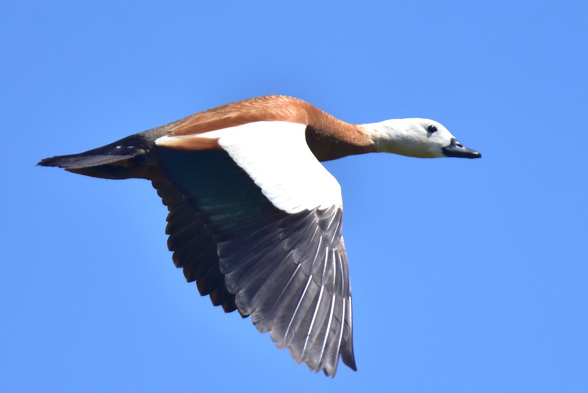 Ruddy Shelduck - ML620666605