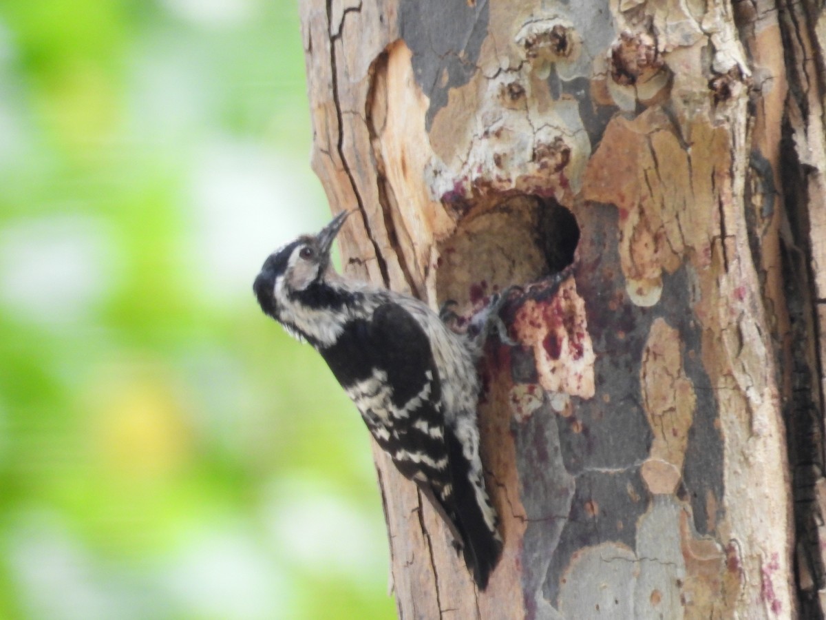 Lesser Spotted Woodpecker - Agustín Agra
