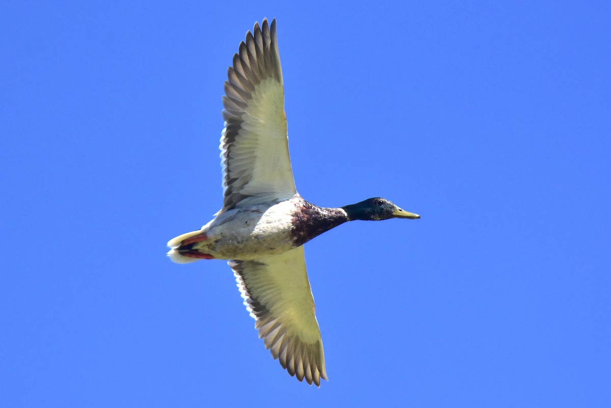 Canard colvert - ML620666609