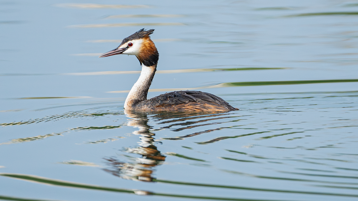 Great Crested Grebe - ML620666610