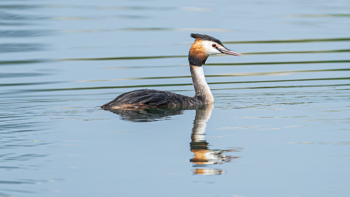 Great Crested Grebe - ML620666611