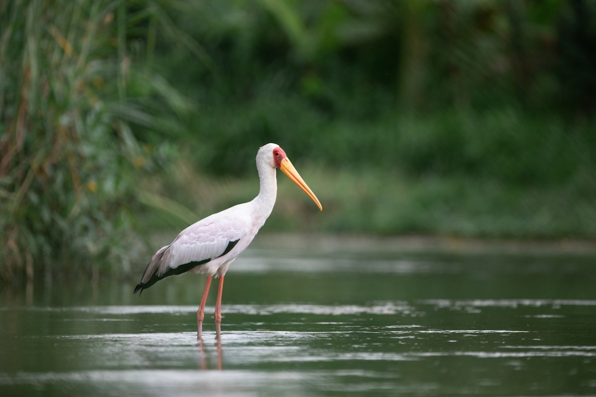 Yellow-billed Stork - ML620666612