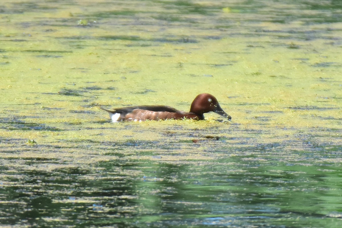 Ferruginous Duck - ML620666618