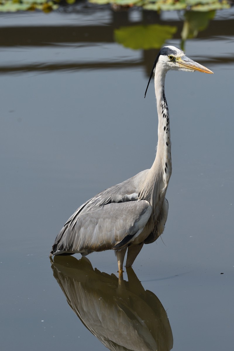 Gray Heron - ML620666621