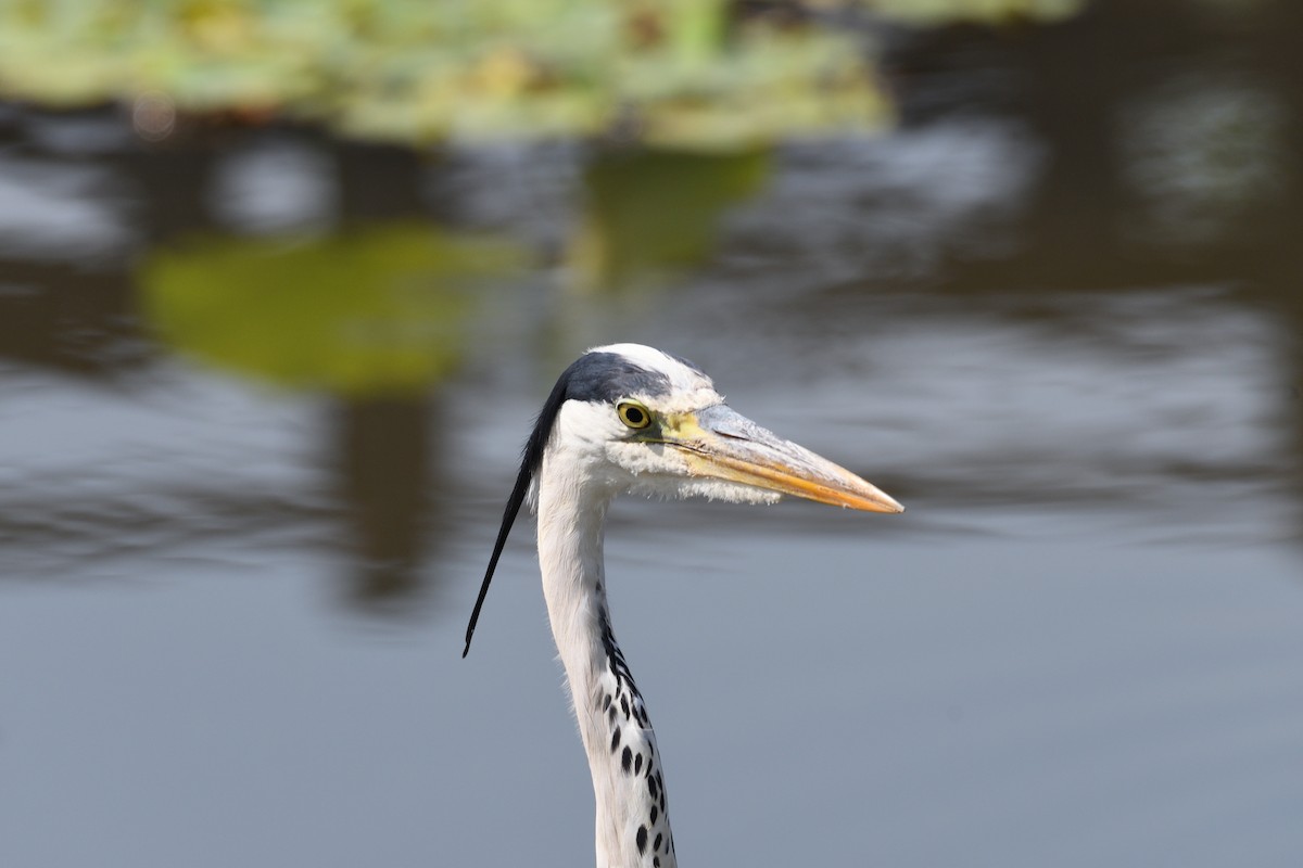 Gray Heron - ML620666622