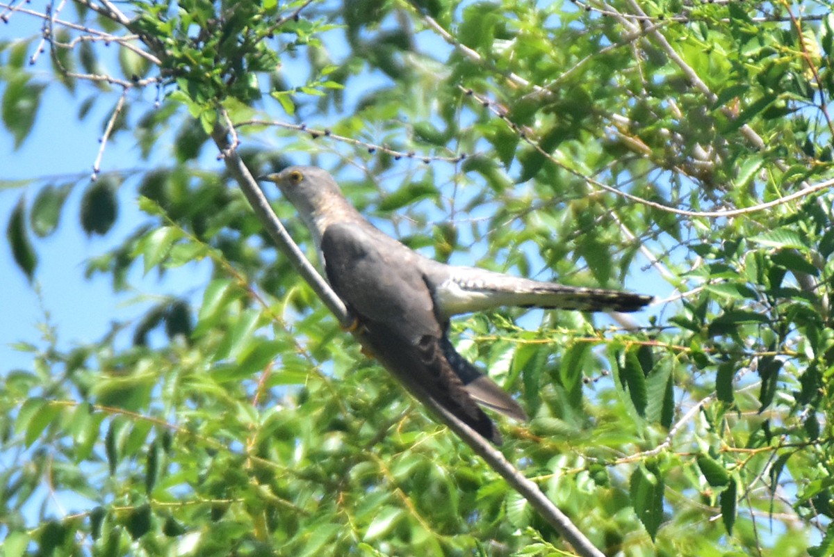 Common Cuckoo - Kudaibergen Amirekul