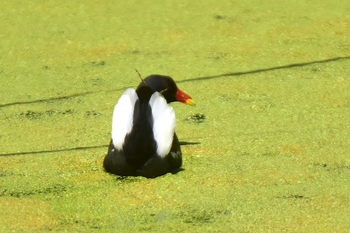 Gallinule poule-d'eau - ML620666628