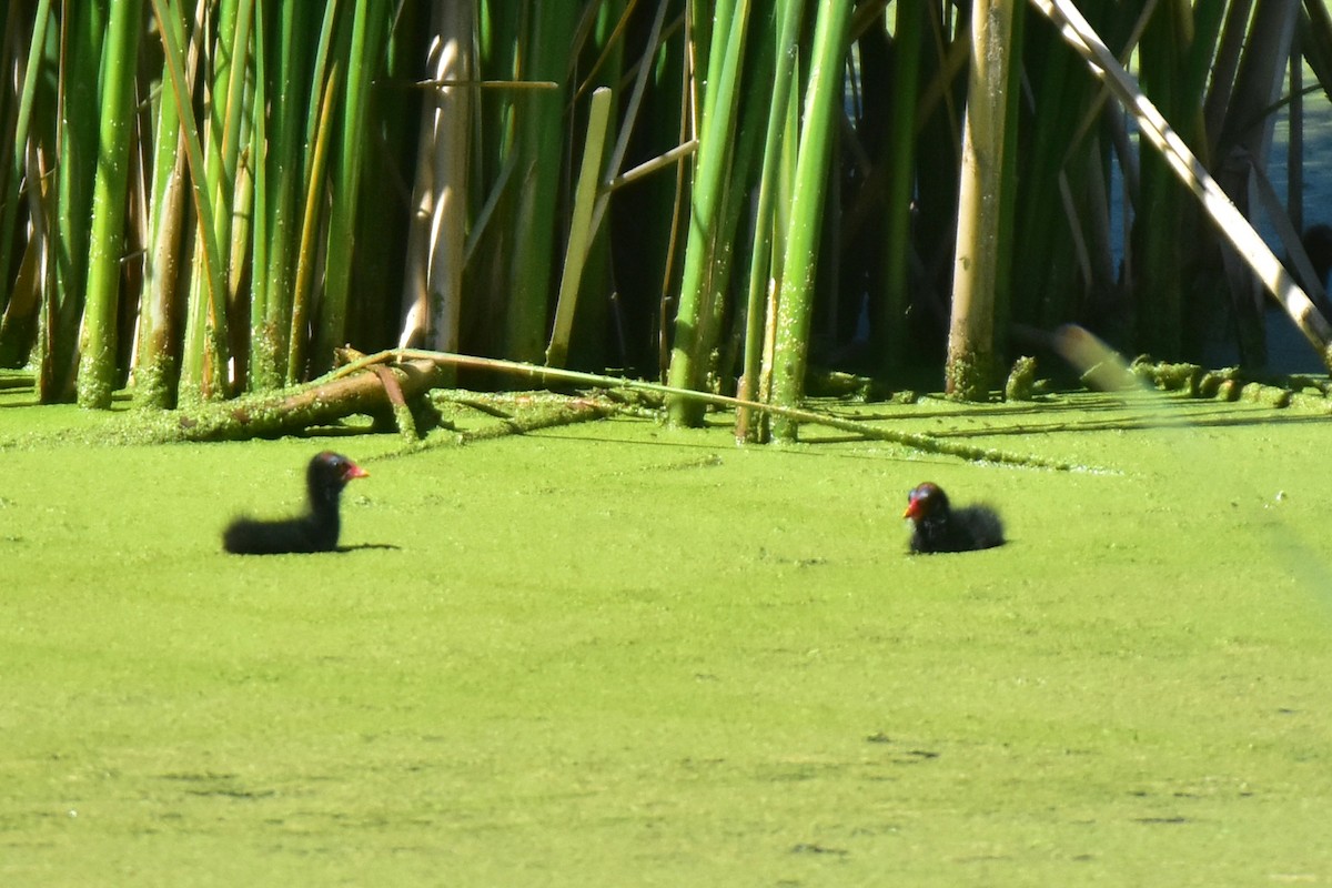 Eurasian Moorhen - ML620666629