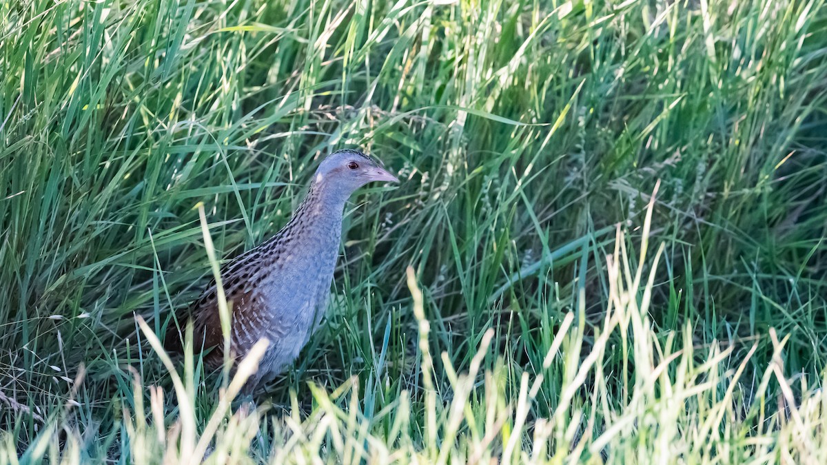 Corn Crake - ML620666632