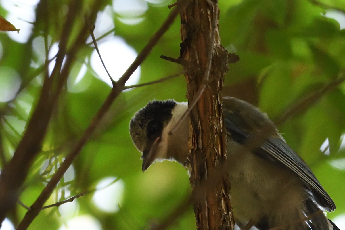 Azure-winged Magpie - Hojun Kim