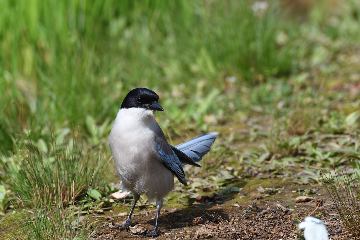 Azure-winged Magpie - ML620666635