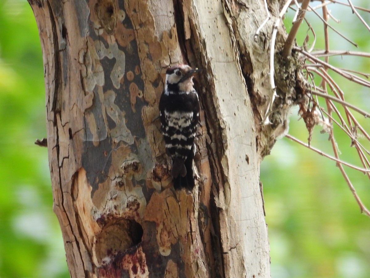 Lesser Spotted Woodpecker - Agustín Agra