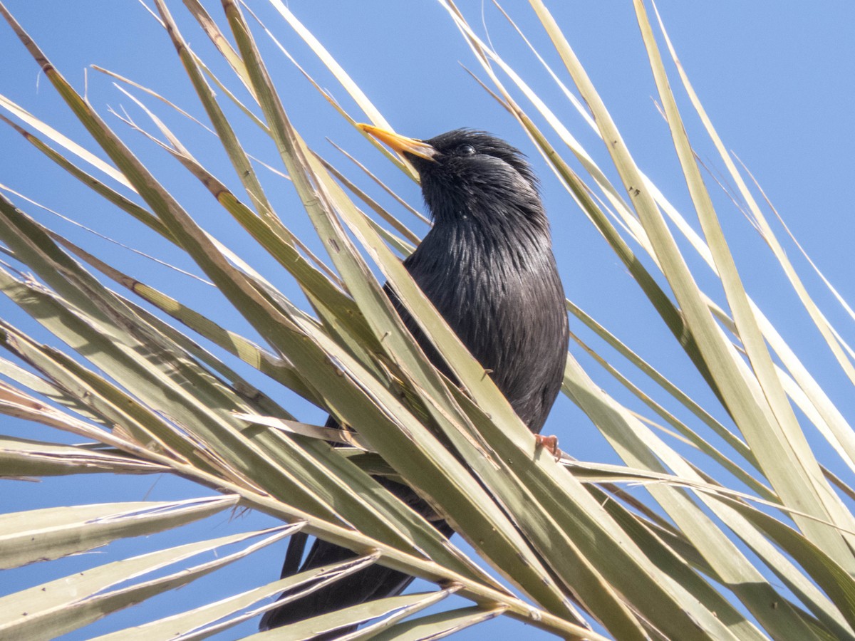 Spotless Starling - ML620666638