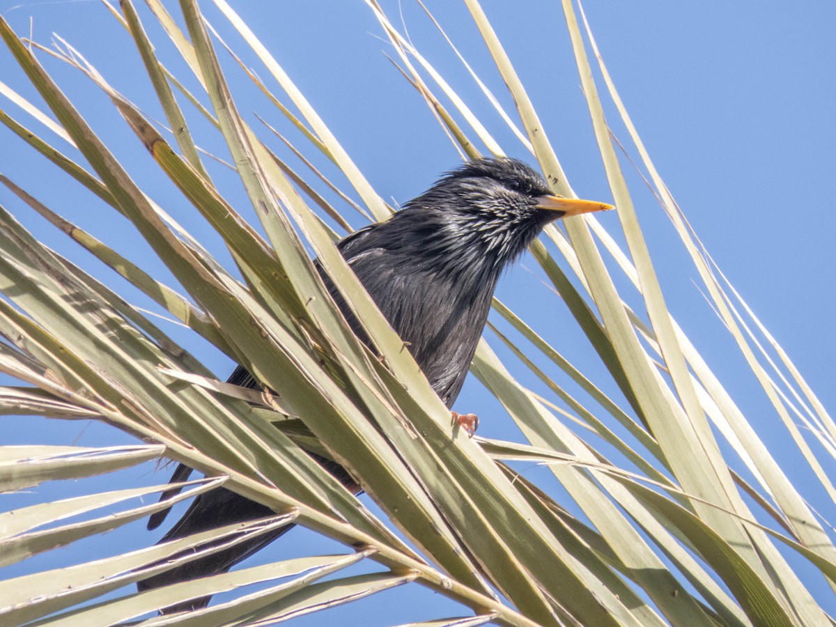 Spotless Starling - ML620666639