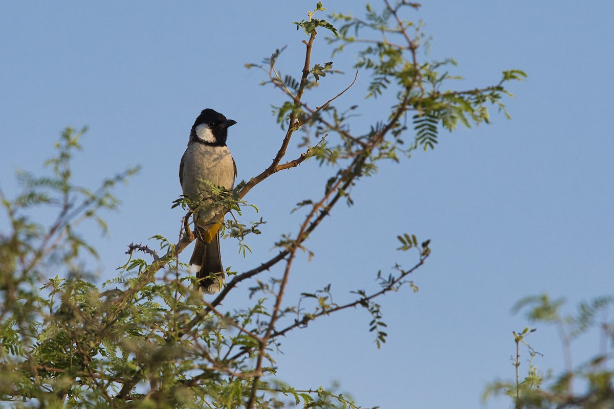 Bulbul à oreillons blancs - ML620666644