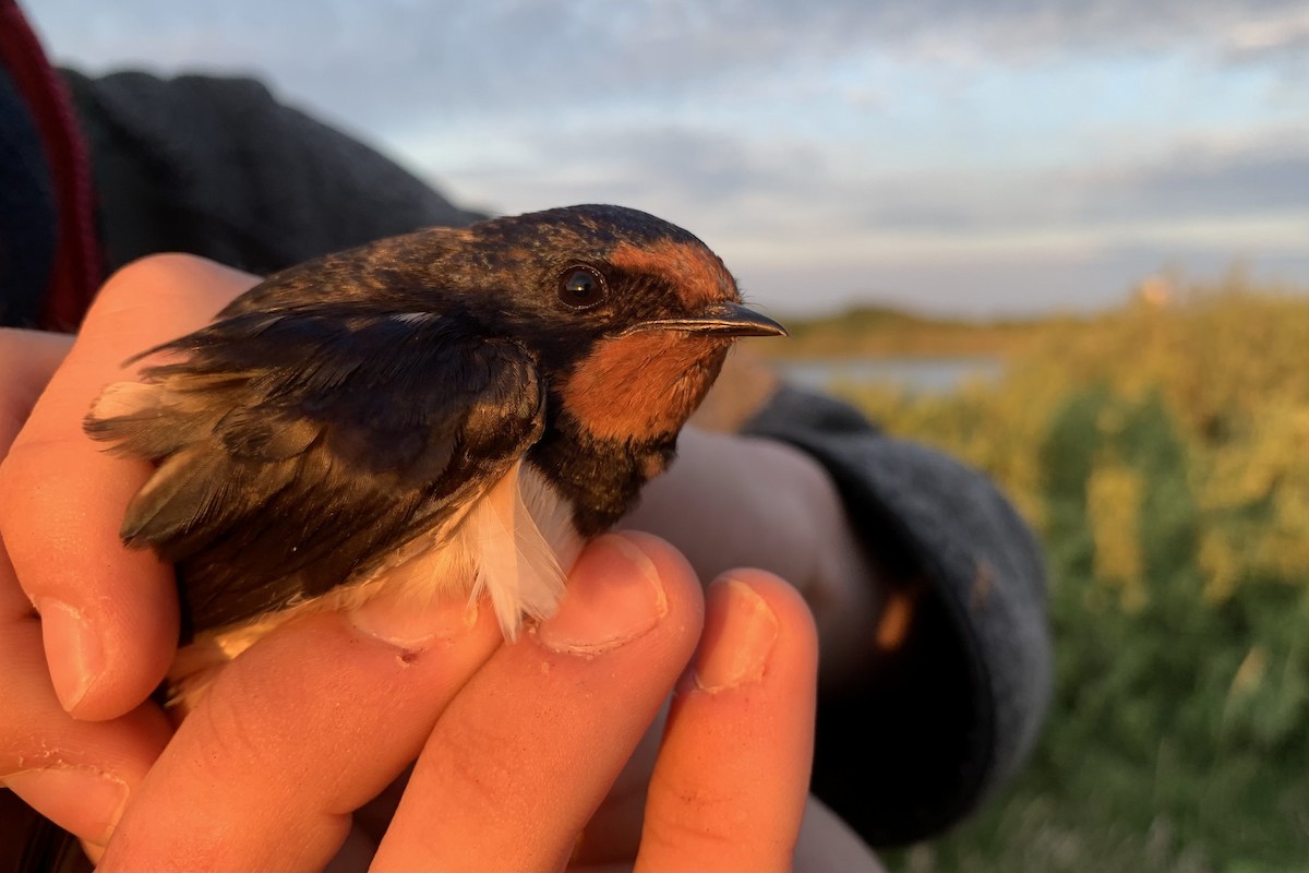 Barn Swallow (White-bellied) - ML620666647