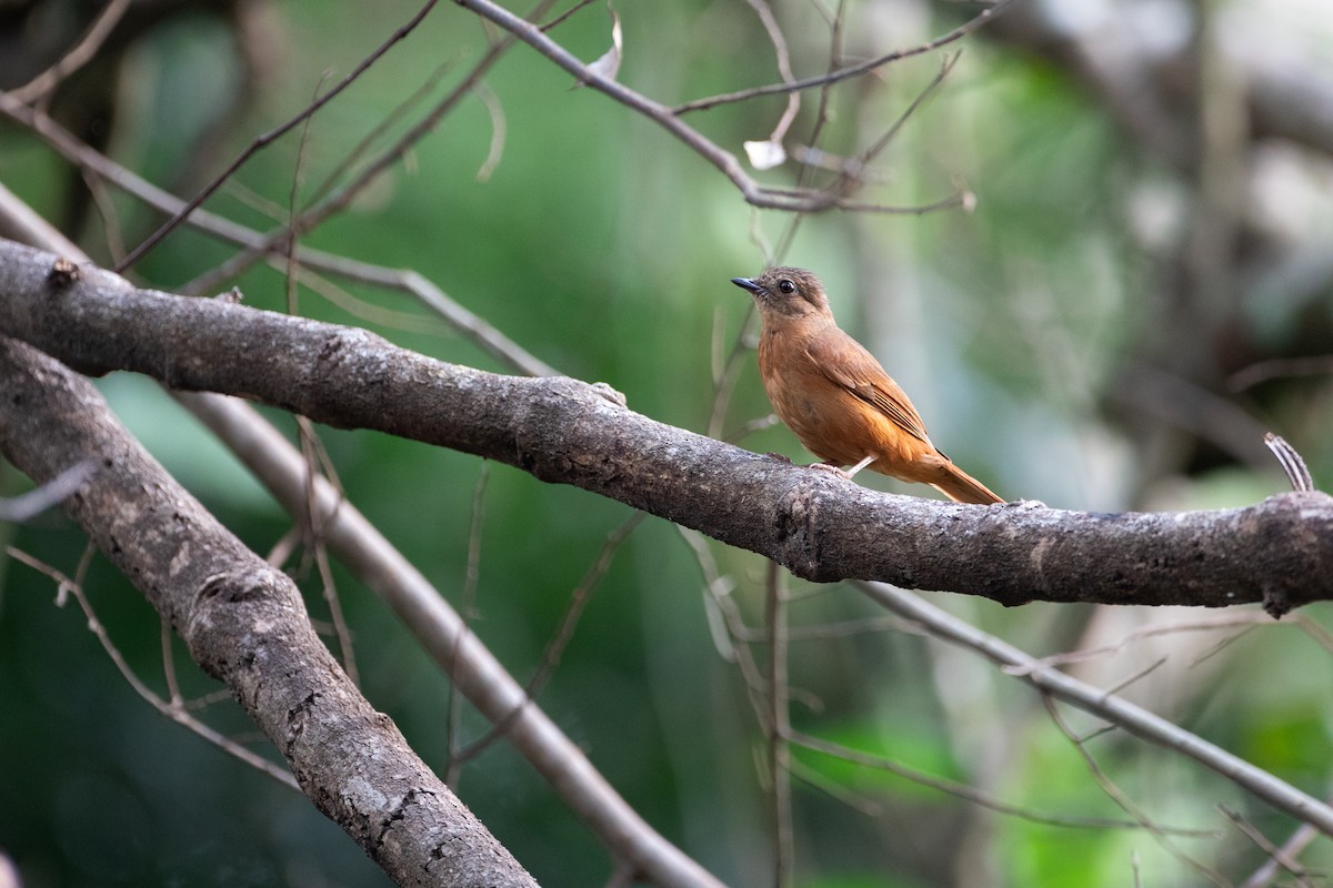 Rufous Flycatcher-Thrush - ML620666651