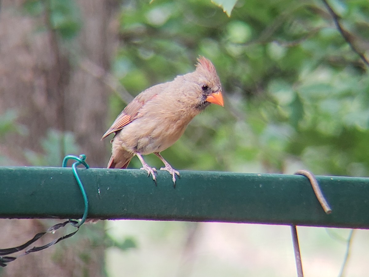 Cardenal Norteño - ML620666652