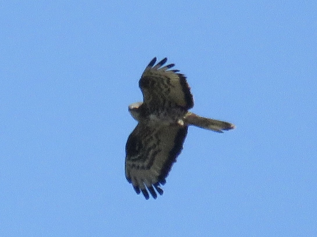 European Honey-buzzard - ML620666655